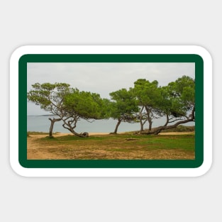 Premantura Coast in Istria, Croatia Sticker